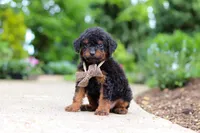 Ash, a male Cavapoo for sale in Dundee, OH – 2 of 5