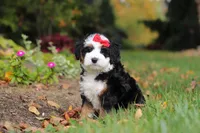 Miley, a female Miniature Bernedoodle for sale in Dundee, OH – 6 of 9