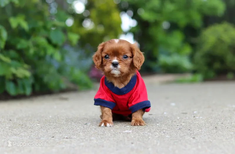 George, a male Cavalier King Charles Spaniel for sale in Dundee, OH – 1 of 10