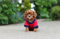 George, a male Cavalier King Charles Spaniel for sale in Dundee, OH – 1 of 10
