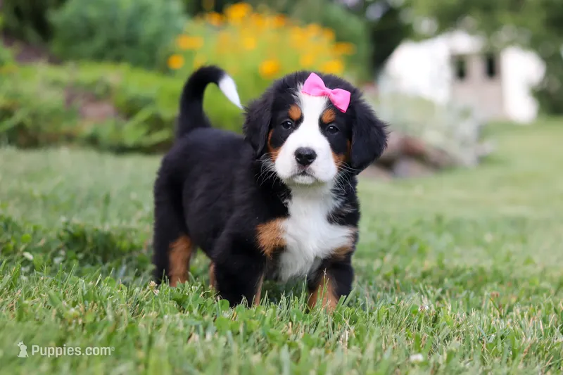 Heidi – Bernese Mountain Dog puppy for sale in Dundee, OH