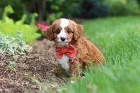 Champ, a male Cavapoo for sale in Dundee, OH – 6 of 8