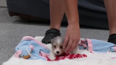 Millie, a female Miniature Australian Shepherd and Havachon for sale in Dundee, OH – 6 of 6
