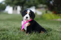 Juliette, a female Bernese Mountain Dog for sale in Dundee, OH – 4 of 10
