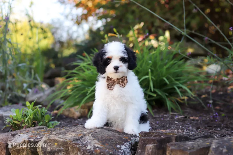 Brady – Cavapoo puppy for sale in Dundee, OH