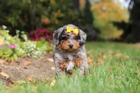 Billie, a female Miniature Bernedoodle for sale in Dundee, OH – 9 of 10
