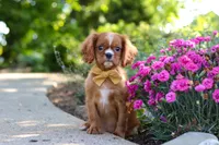 Mr. Bentley, a male Cavalier King Charles Spaniel for sale in Dundee, OH – 2 of 9