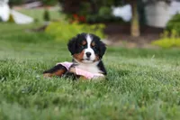 Aurora, a female Bernese Mountain Dog for sale in Dundee, OH – 9 of 10