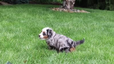 Zeke, a male Miniature Bernedoodle for sale in Dundee, OH – 7 of 7