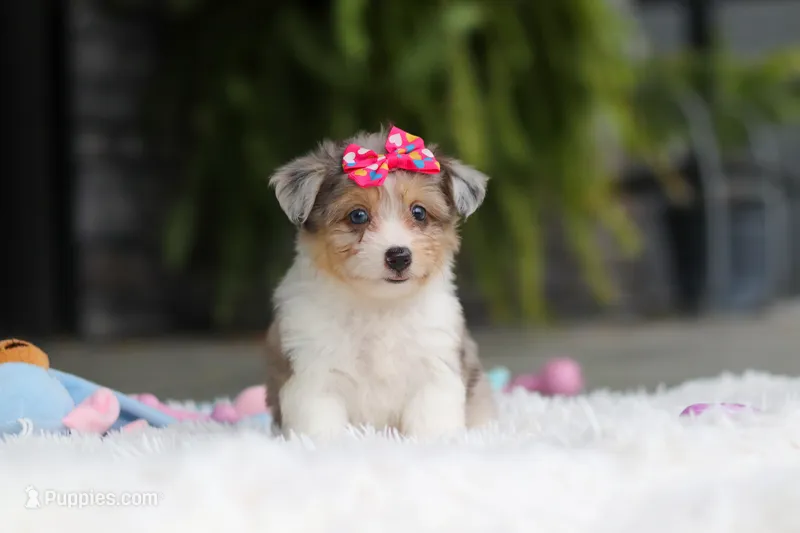 Millie – Miniature Australian Shepherd, Havachon puppy for sale in Dundee, OH