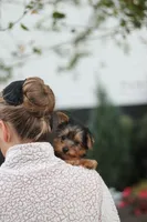 Tucker, a male Yorkipoo for sale in Dundee, OH – 7 of 10