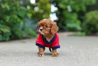 George, a male Cavalier King Charles Spaniel for sale in Dundee, OH – 3 of 10
