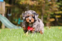 Kelce, a male Miniature Bernedoodle for sale in Dundee, OH – 6 of 10