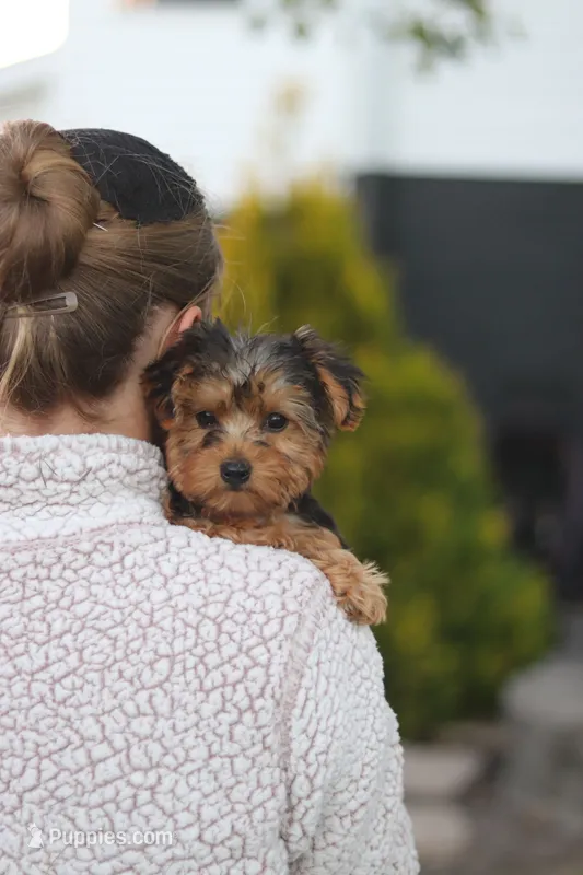 Beckham – Yorkipoo puppy for sale in Dundee, OH