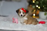 processed/8740080d-3976-4f8b-bc43-7e9c2d2c5623/listing/f59c410a-09d7-4313-979c-a57a5fd1e1b5/216a34de-535d-496f-b6d0-cedb0371eb71