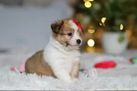 processed/8740080d-3976-4f8b-bc43-7e9c2d2c5623/listing/f59c410a-09d7-4313-979c-a57a5fd1e1b5/babe2e7b-6baf-4668-8fe7-7929e0739564