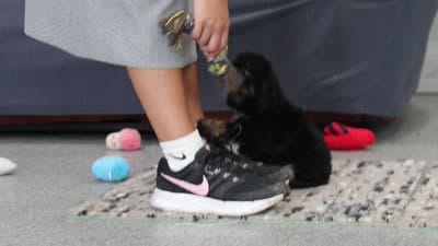 Cooper, a male Cavapoo for sale in Dundee, OH – 9 of 9