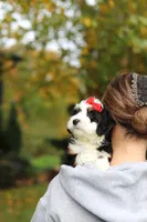 Miley, a female Miniature Bernedoodle for sale in Dundee, OH – 4 of 9