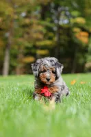 Kelce, a male Miniature Bernedoodle for sale in Dundee, OH – 4 of 10