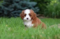 Maverick, a male Cavapoo for sale in Dundee, OH – 9 of 10