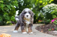 Bear, a male Miniature Bernedoodle for sale in Dundee, OH – 2 of 7