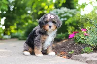 Zoey, a female Miniature Bernedoodle for sale in Dundee, OH – 4 of 6