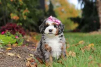Zendaya, a female Miniature Bernedoodle for sale in Dundee, OH – 5 of 6