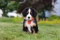 Victor, a male Bernese Mountain Dog for sale in Dundee, OH – 8 of 10