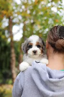 Paris, a female Miniature Bernedoodle for sale in Dundee, OH – 2 of 10