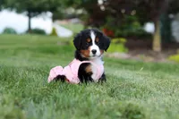Aurora, a female Bernese Mountain Dog for sale in Dundee, OH – 7 of 10