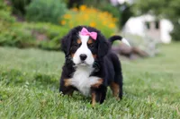 Heidi, a female Bernese Mountain Dog for sale in Dundee, OH – 5 of 6