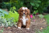 Gracie, a female Cavapoo for sale in Dundee, OH – 6 of 9