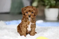 Tiny Teddy, a male Cavapoo for sale in Dundee, OH – Photo 1 of 10