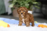 Tiny Teddy, a male Cavapoo for sale in Dundee, OH – Photo 8 of 10