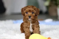 Tiny Teddy, a male Cavapoo for sale in Dundee, OH – Photo 4 of 10
