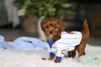 Tiny Teddy, a male Cavapoo for sale in Dundee, OH – Photo 2 of 10