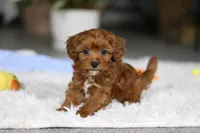Tiny Teddy, a male Cavapoo for sale in Dundee, OH – Photo 7 of 10