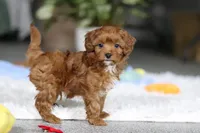 Tiny Teddy, a male Cavapoo for sale in Dundee, OH – Photo 10 of 10
