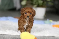 Tiny Teddy, a male Cavapoo for sale in Dundee, OH – Photo 5 of 10