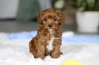 Tiny Teddy, a male Cavapoo for sale in Dundee, OH – Photo 3 of 10