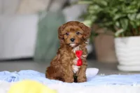 Tiny Teddy, a male Cavapoo for sale in Dundee, OH – Photo 6 of 10