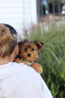 Winston, a male Yorkipoo for sale in Dundee, OH – 6 of 10