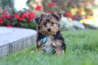 Winston, a male Yorkipoo for sale in Dundee, OH – 2 of 10