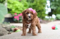 Autumn, a female Cavapoo for sale in Dundee, OH – 9 of 10