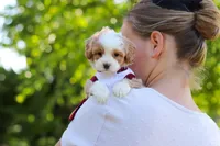 Haven, a female Cavapoo for sale in Dundee, OH – 4 of 10