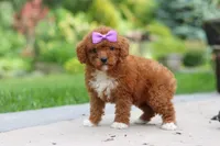 Sunshine, a female Cavapoo for sale in Dundee, OH – 3 of 6