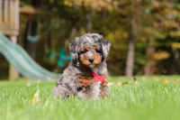 Kelce, a male Miniature Bernedoodle for sale in Dundee, OH – 5 of 10