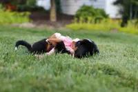 Aurora, a female Bernese Mountain Dog for sale in Dundee, OH – 8 of 10