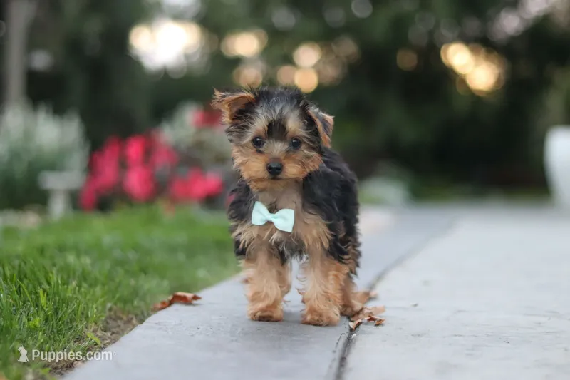 Tucker – Yorkipoo puppy for sale in Dundee, OH