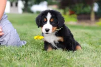 Victor, a male Bernese Mountain Dog for sale in Dundee, OH – 9 of 10